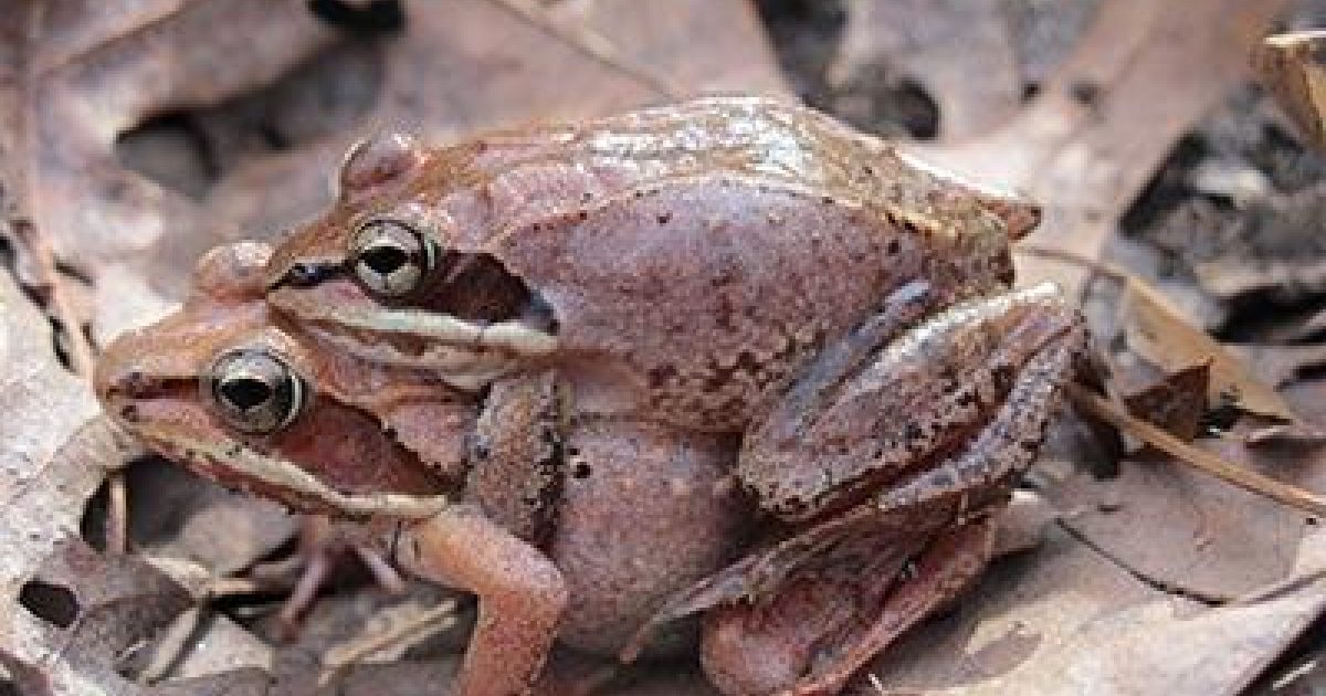 deciduous forest frogs